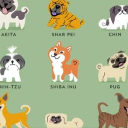 Cuantas razas hay aproximadamente? - Cuanto sabes sobre perros?