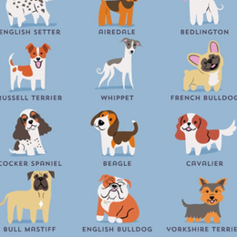 En que pa&iacute;ses es m&aacute;s popular tener de mascota un gato? - Cuanto sabes sobre perros?