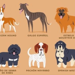 Cuantos perros habitan actualmente en el pa&iacute;s con m&aacute;s perros del mundo? - Cuanto sabes sobre perros?