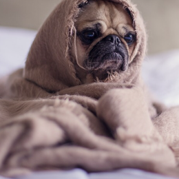 Que raza es esta? - Cuanto sabes sobre perros?