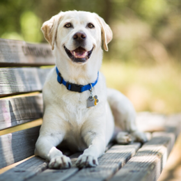 Que raza es esta? - Cuanto sabes sobre perros?