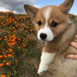 Que raza es esta? - Cu&aacute;nto sabes sobre perros