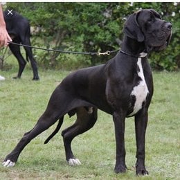 Que raza es esta? - Cu&aacute;nto sabes sobre perros