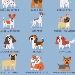 Cu&aacute;ntas razas existen aproximadamente en el mundo - Cu&aacute;nto sabes sobre perros