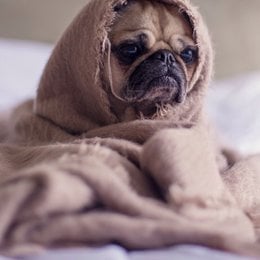 Que raza es esta - Cu&aacute;nto sabes sobre perros