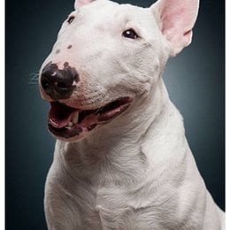 Que raza es esta? - Cu&aacute;nto sabes sobre perros