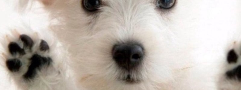 Que tanto conoces sobre perros