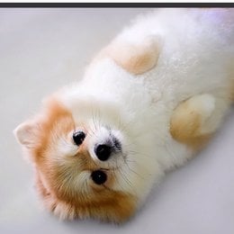 Que raza es esta? - Que tanto conoces sobre perros