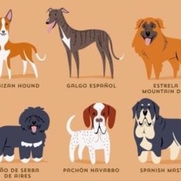 Cuantas razas de perro existen aproximadamente  - Que tanto conoces sobre perros