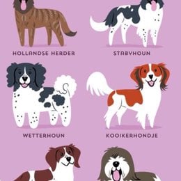 En que pa&iacute;ses es m&aacute;s com&uacute;n tener gatos - Que tanto conoces sobre perros