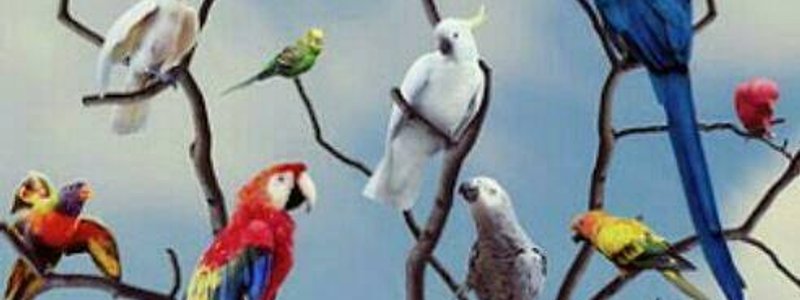 &iquest;Qu&eacute; ave eres?