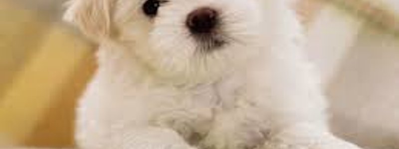 cuanto conoces a os perros y a os gatos