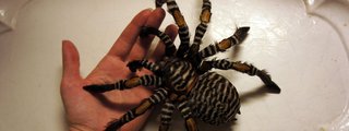 Test de aracnofobia