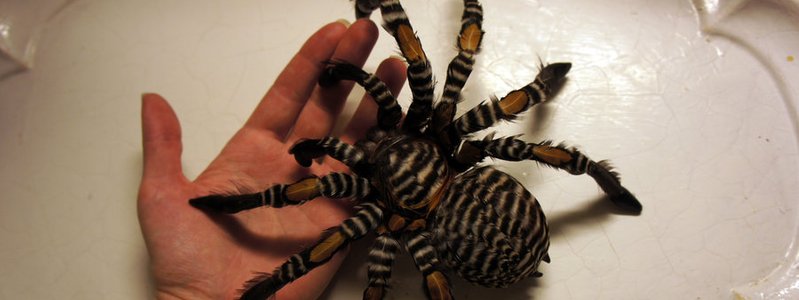 Test de aracnofobia