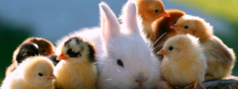 Que tipo de animal eres