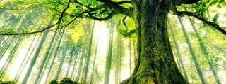 descubre que árbol serías según tu personalidad 