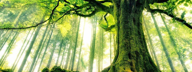 descubre que árbol serías según tu personalidad 
