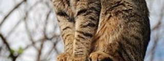 ¿Estas preparado para tener un gato?