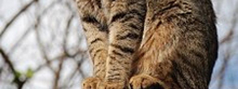 ¿Estas preparado para tener un gato?