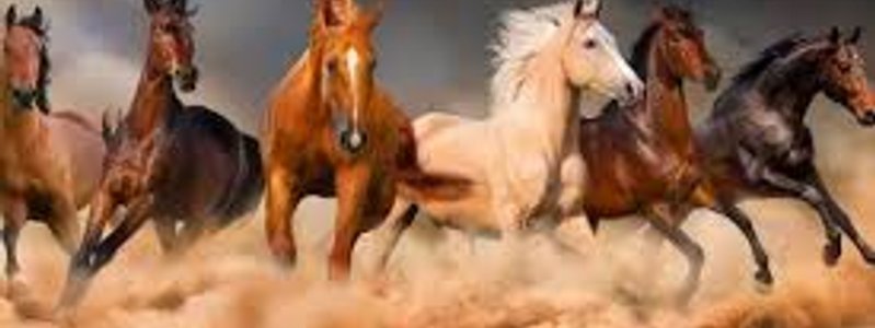 que tanto conoses a los caballos