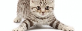CUANTO CONOCES SOBRE LOS GATOS ???