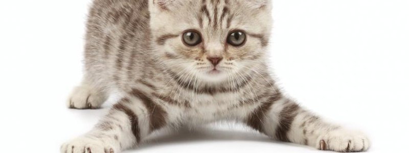 CUANTO CONOCES SOBRE LOS GATOS ???