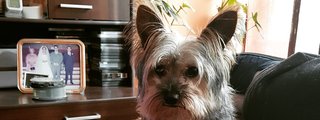 Que nivel de amor le tienes a tu perro?