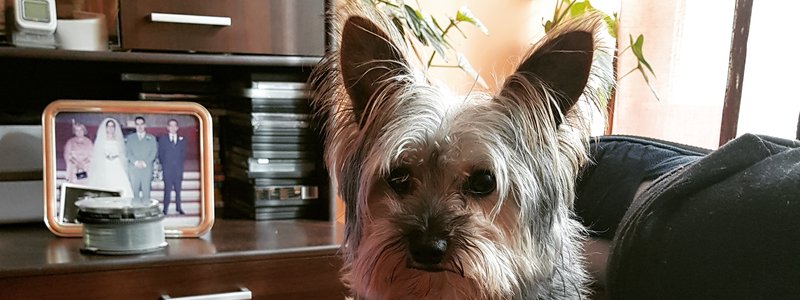 Que nivel de amor le tienes a tu perro?