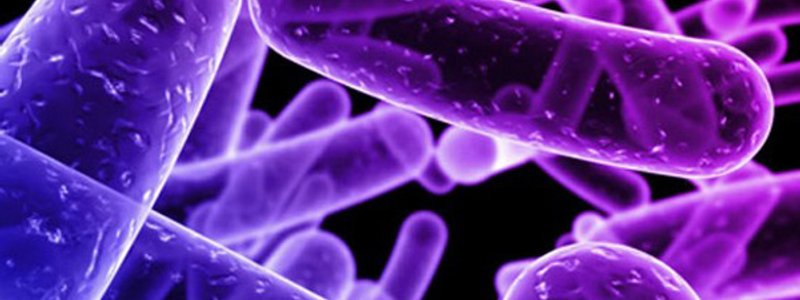 BACTERIAS Y PROTOZOOS