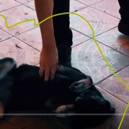 nombre de la perrita que vive en su rancho - que tanto sabes de cvysd