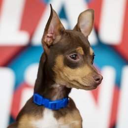 CUAL ES EL NOMBRE DE EL NUEVO PERRITO? - QUE TAN POLINESIO ERES?