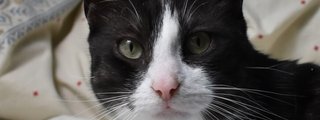 Descubre tu animal