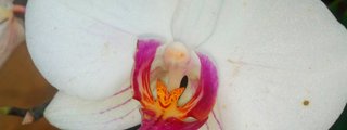 Que flor eres