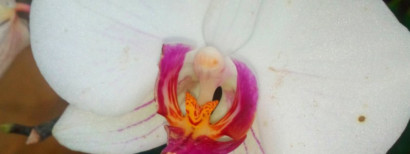 Que flor eres