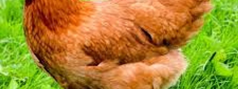 ¿Eres una gallina?