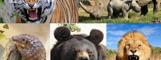 ¿Qué animal eres?