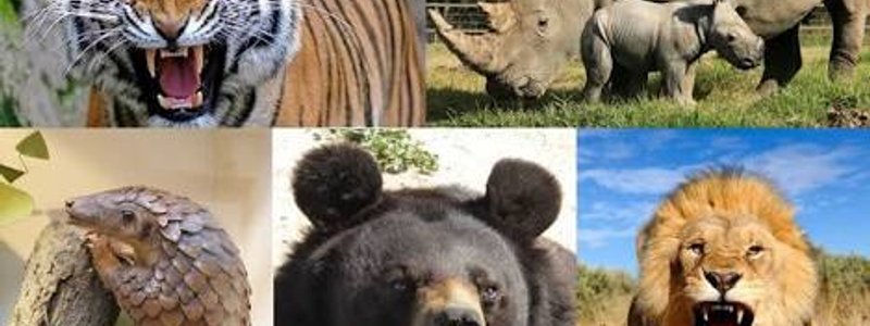 ¿Qué animal eres?