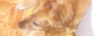 Cual es tu raza de perro ideal
