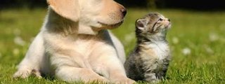 Eres perro 🐩 o gato 🐈 