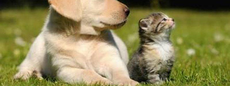 Eres perro 🐩 o gato 🐈 