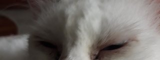 que raza de gato sos