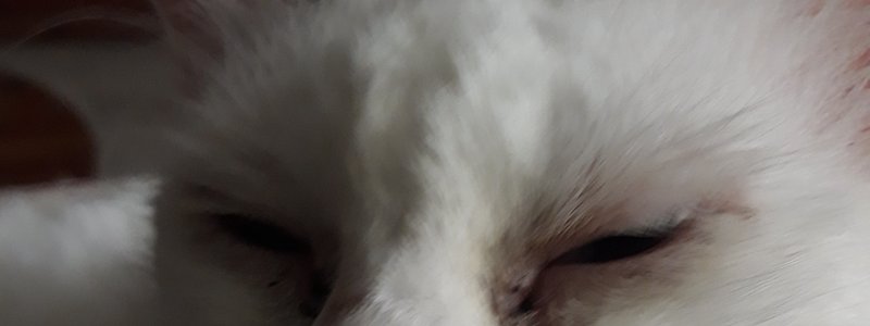 que raza de gato sos