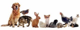 QUE ANIMAL ERES SEGUN TUPERSONALIDAD