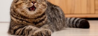 test de gatos