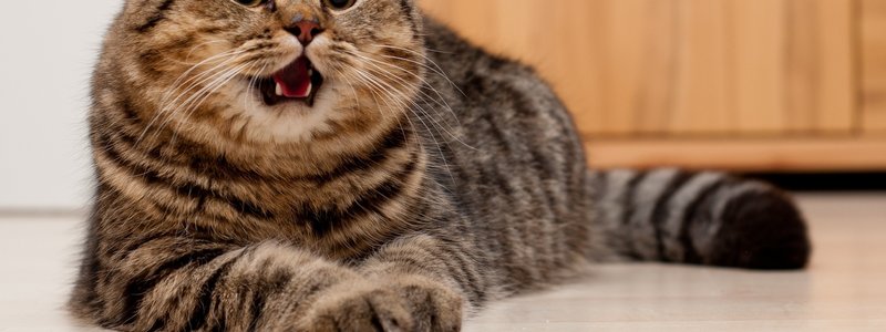 test de gatos