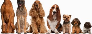 ¿Cuanto sabes de perros?