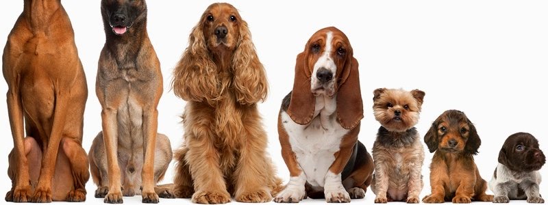 ¿Cuanto sabes de perros?