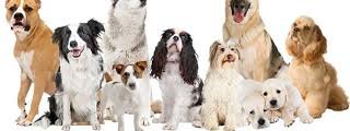¿que perro eres?