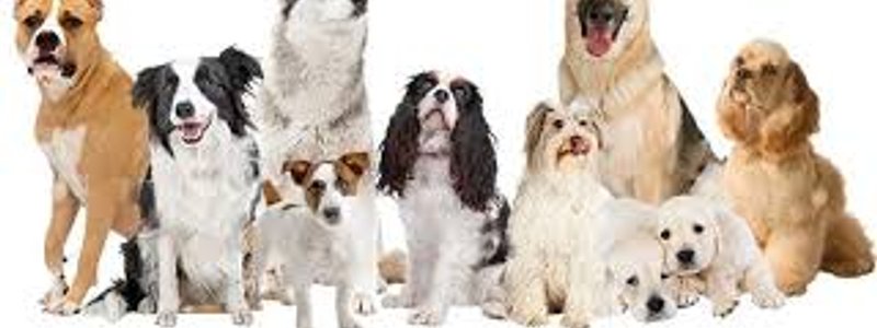 ¿que perro eres?