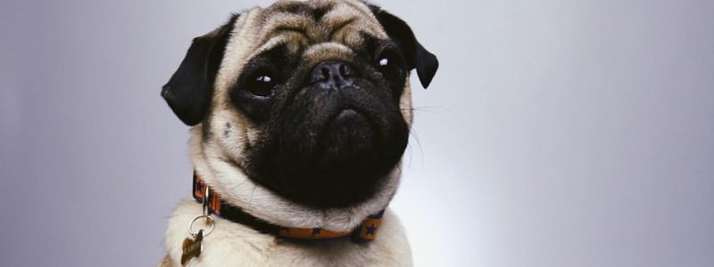 Cuanto sabes de Calle y Poch&eacute;